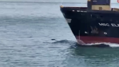 İstanbul Boğazı'nda yunuslar dev konteyner gemisine eşlik etti!