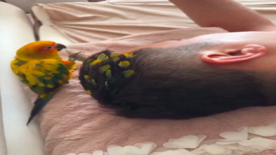 Tüyleriyle sahibine saç yapan papağan güldürdü