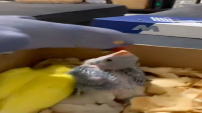 Papağan yavrusunu öpmelere doyamadı