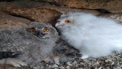 Albino baykuş yavrusu tarihe geçti