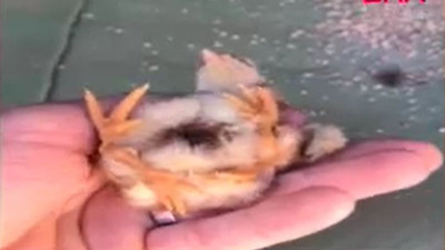 Bursa’da yumurtadan 4 ayaklı civciv çıktı