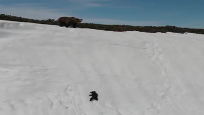 Yavru ayının annesine kavuşmak için verdiği mücadele göz doldurdu