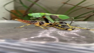 Peygamber devesi çekirgeyi afiyetle yedi