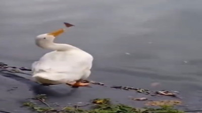 Kelebeği yakalamaya çalışan ördek izleyenleri gülümsetti