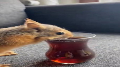 Çay içen sincap sosyal medyayı salladı!