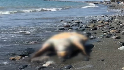 Sahilde ölü caretta caretta bulundu (21 Nisan 2024)