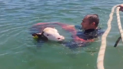 Sahibinden kaçıp baraj gölüne giren buzağıyı itfaiye ekipleri kurtardı