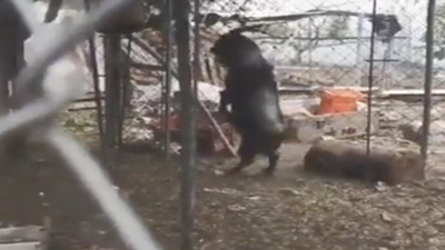 Bir keçi insan gibi iki ayak üstünde yürüyerek tavukları kümese soktu!