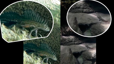 Kuzey şeritli semender görüldü