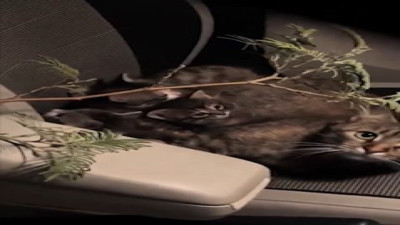 Arabanın camını açık bırakan çifte sevimli sürpriz