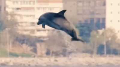 İstanbul Boğazı'nda tek başına gösteri yapan yunus viral oldu