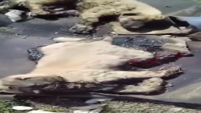 Erzurum'da zifte bulanmış 10 köpek yavrusu bulundu