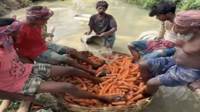 Havuçları kirli suya sokup ayaklarıyla yıkadılar