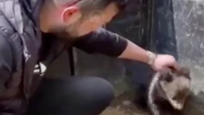 Yolu şaşıran yavru ayı şehre inip mahallelinin kalbini çaldı