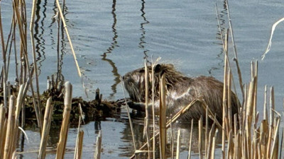 Ağrı Dağı eteklerinde su maymunları görüntülendi