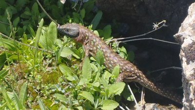 Yüksekova’da sarı benekli semender görüldü (23 Nisan 2024)