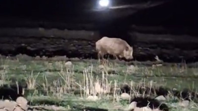 Kars'ta aç kalan domuz köye indi