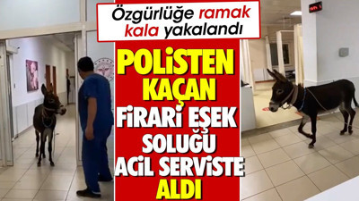Polisten kaçan firari eşek soluğu acil serviste aldı