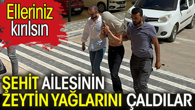 Şehit ailesinin zeytin yağlarını çaldılar. Elleriniz kırılsın