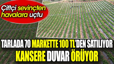 Tarlada 70 markette 100 TL’den satılıyor kansere duvar örüyor. Çiftçi sevinçten havalara uçtu