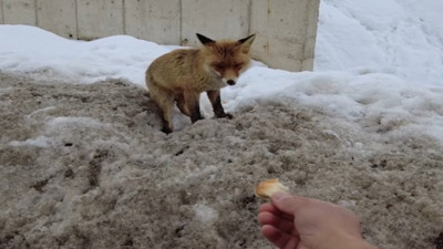 Aç kalan tilkiye poğaça yedirdi