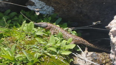 Yüksekova’da sarı benekli semender görüldü (23 Nisan 2024)