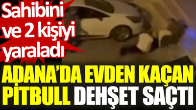 Adana'da evden kaçan pitbull dehşet saçtı: Sahibini ve 2 kişiyi yaraladı