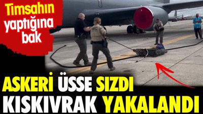 Askeri üsse sızdı kıskıvrak yakalandı. Timsahın yaptığına bak