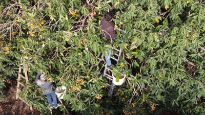 Çekirdeği bile şifa oluyor kanseri de durduruyor. Hasadı erken başladı tarlada kilosu 10 TL