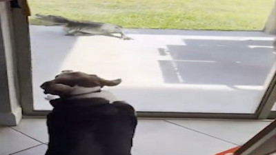 Köpekten korkan timsah topukladı!