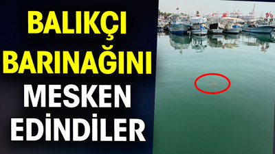 Balıkçı barınağını mesken edindiler