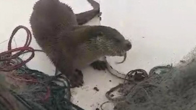 Sinoplu balıkçı su samurunu elleriyle besledi (24 Nisan 2024)