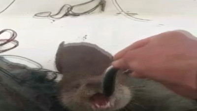 Sinoplu balıkçı su samurunu elleriyle besledi (24 Nisan 2024)