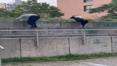 Köpekle adamın kıyasıya yarışı nefes kesti!