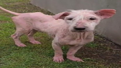 Sokak köpeğinin sevgi dolu değişimi duygulandırdı