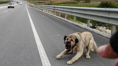 Sokak köpeğinden kaçan genç kız ayağını kırdı