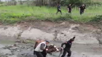 Düzce'de su kanalına düşen boğa böyle kurtarıldı