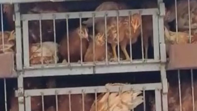 Tavuğun fiyatını duyan çiftçi soluğu kuyrukta aldı