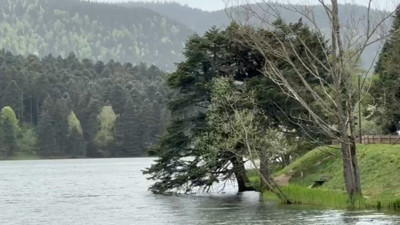 Bolu’da şiddetli rüzgar! Ağaçlar yıkılma eşiğine geldi...
