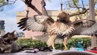 Kediyi gözüne kestiren şahin aradaki camı fark etmedi