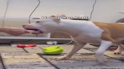 Köpeğe yapılan peynir testi izleyenleri güldürdü