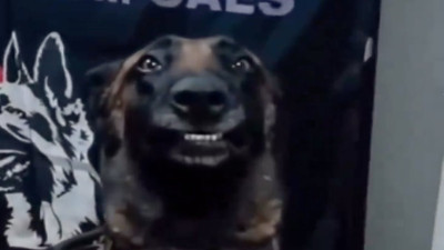 Operasyonda uyuşturucuları bulan köpeğin komik pozu olay oldu