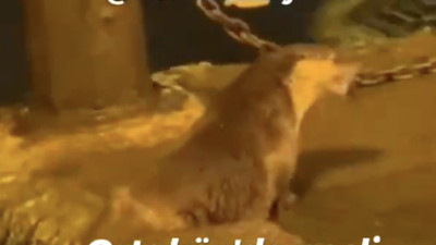 Nesli tükenmekte olan su samuru İstanbul Ortaköy'de görüldü