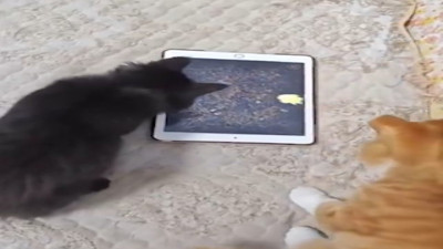 Oyun oynayan sarman kedinin hırsı güldürdü