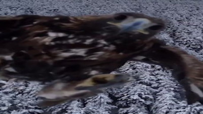 Kartal havadaki dronu kaptı