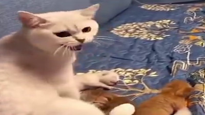 Anne kedi yavrularının uyandırılmasına sinirlendi