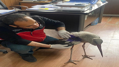 Yaralı leylek tedavi altına alındı