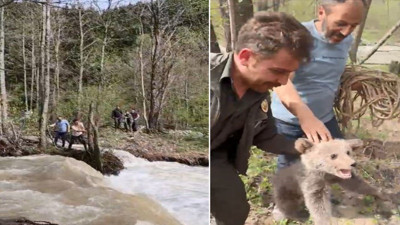 Ağaçta mahsur kalan yavru ayı kurtarıldı