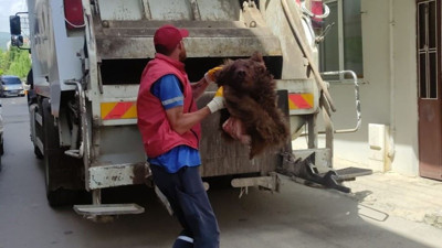 Ayıyı parçalayıp çöpe attılar. Vicdansızlar