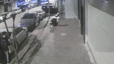 Zeytinburnu'nda Pitbull'un saldırdığı kedi öldü